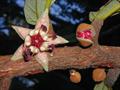 Theobroma grandiflorum